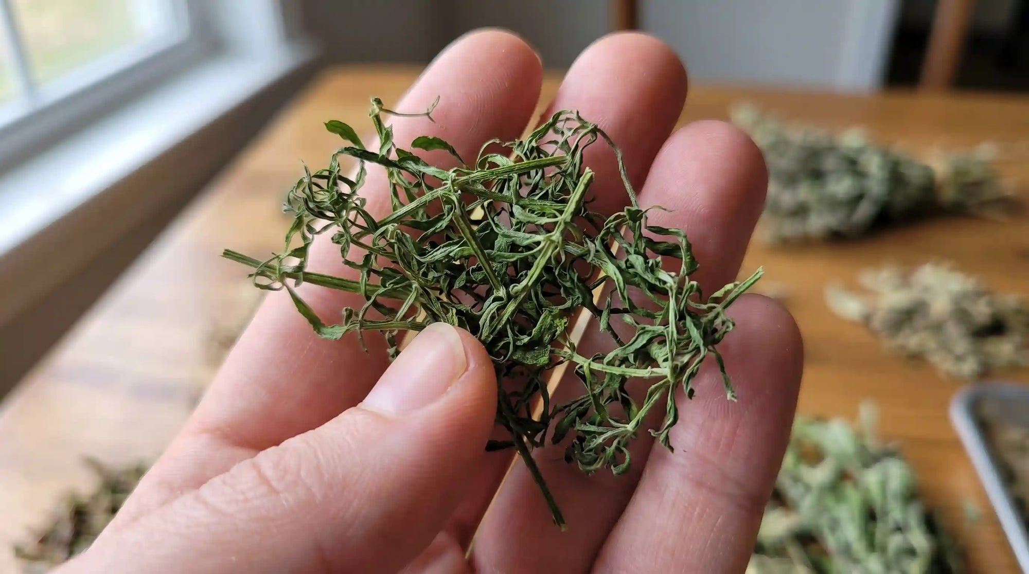 Buy Cleavers Herb: How to Choose Clean, Quality Cleavers