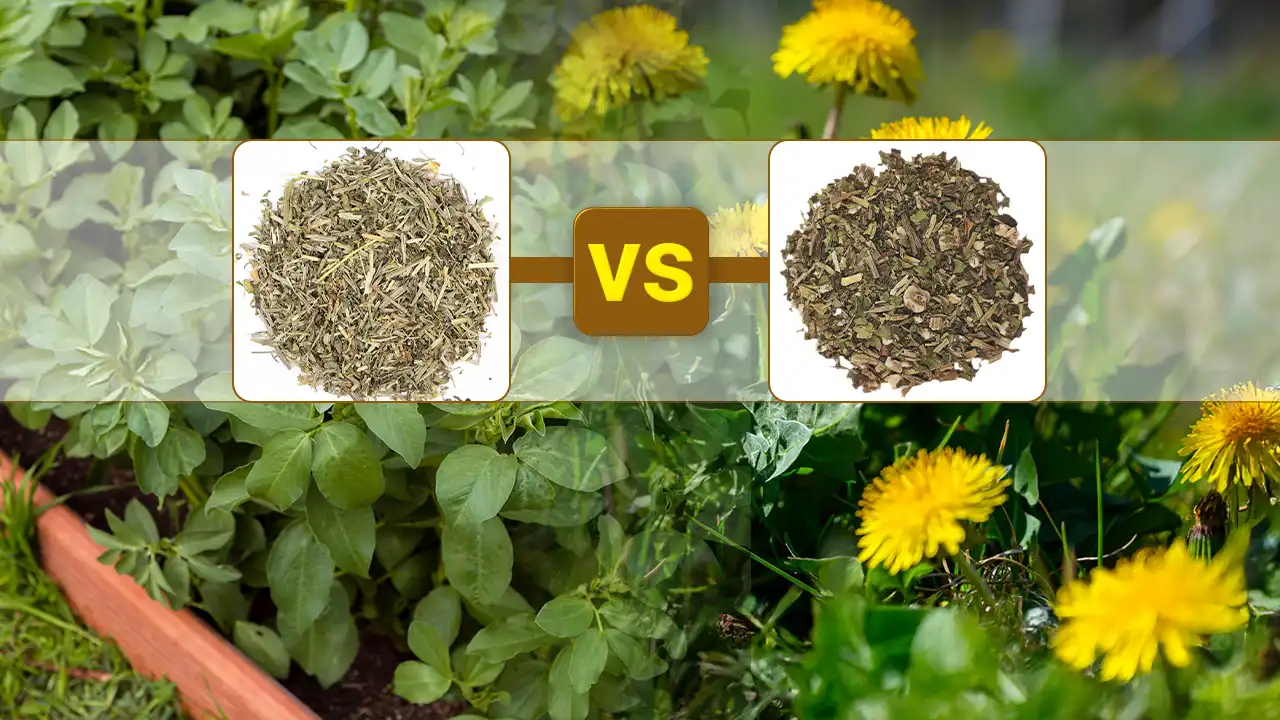 Natural Remedies for Water Weight: Cleavers VS Dandelion Explored