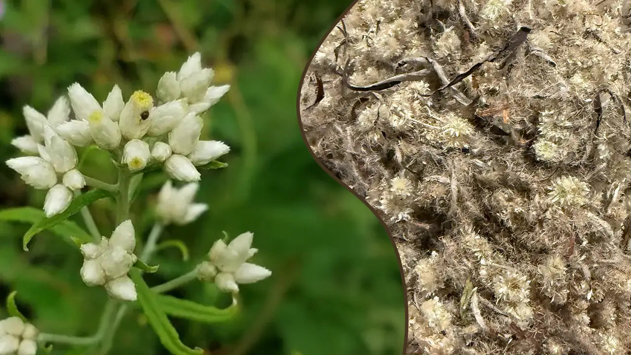 The Complete Guide to Rabbit Tobacco: Benefits, Uses, and Safety Tips