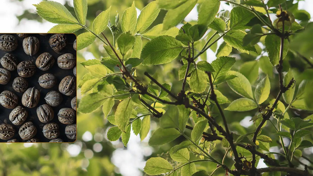 What Are the Health Benefits And Uses of Black Walnut Tincture?