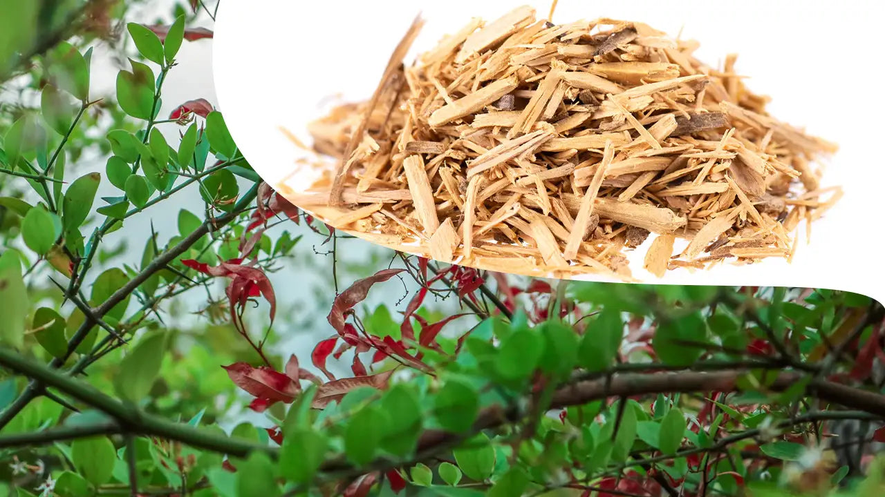 The Complete Guide to the Benefits and Uses of Barberry Root Bark