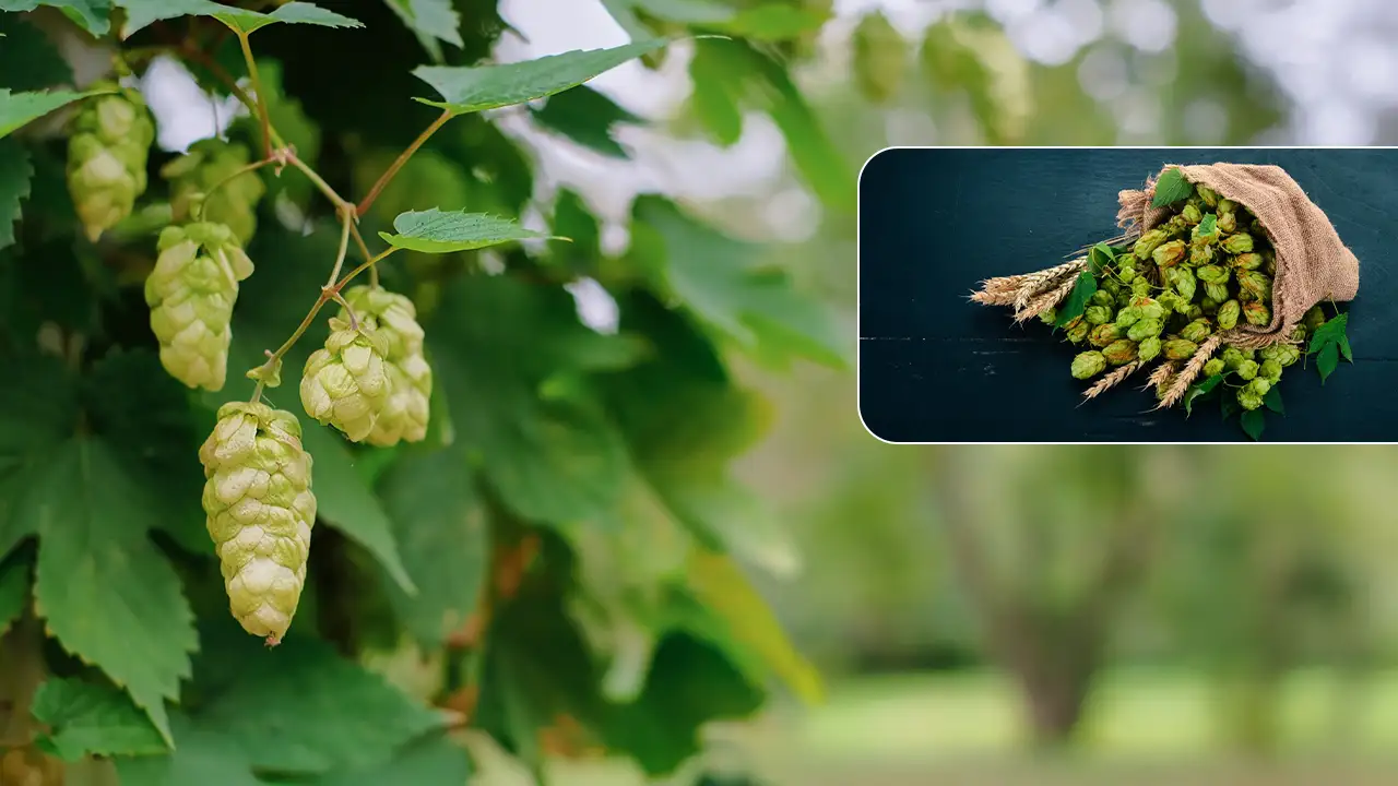 The Definitive Guide to Hops Herb for 2026: Benefits, Uses, and Safety Tips