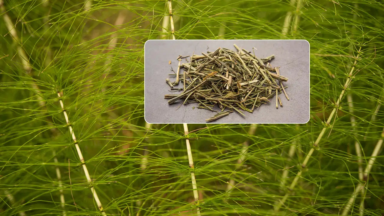 Couch Grass Root: How to Safely Incorporate It into Your Health Routine