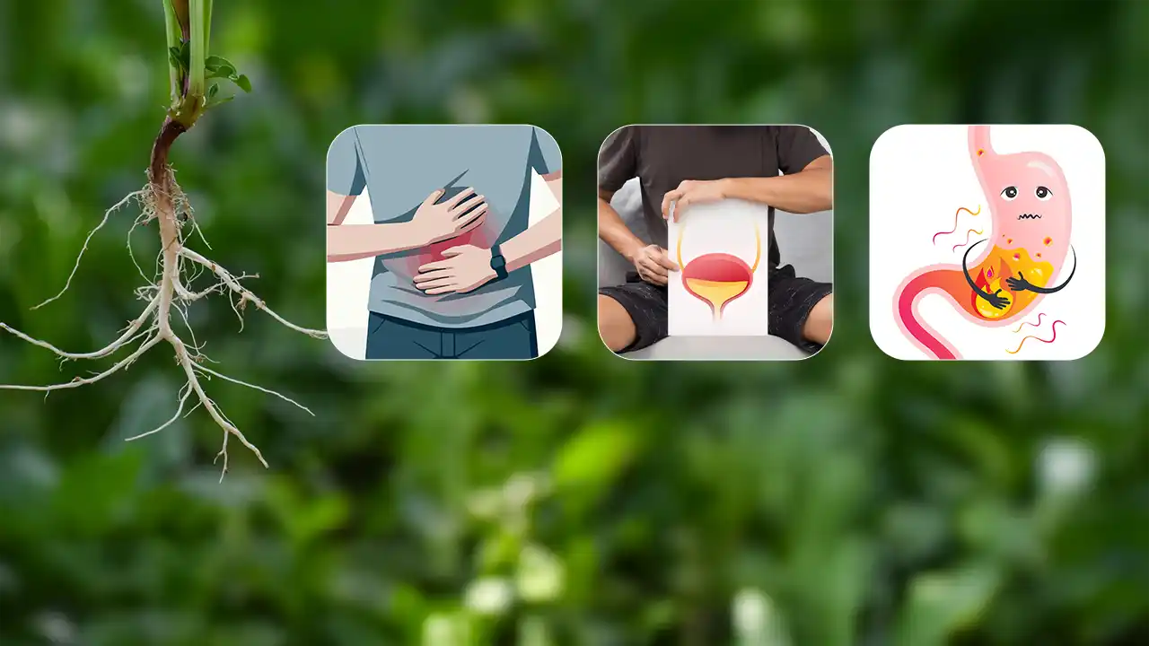 Cleavers Herb Side Effects & Safety: What You Must Know Before Trying It