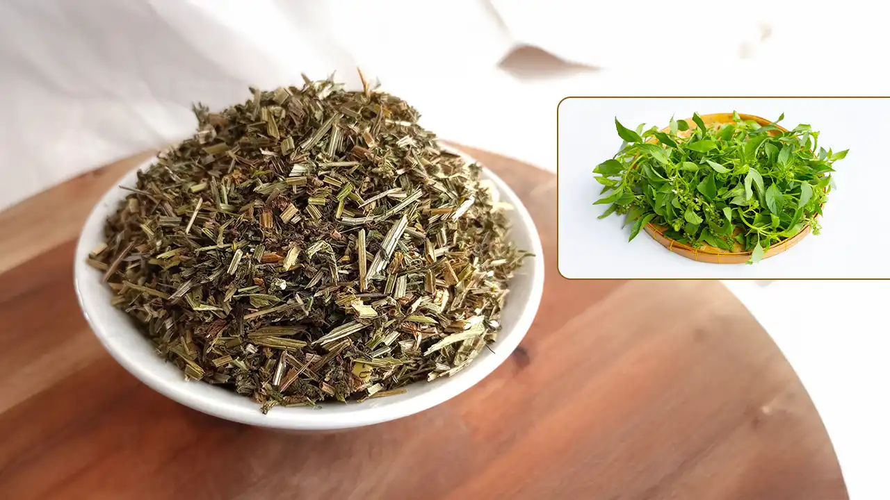 A Complete Guide to the Benefits and Safety of Cleavers Herb