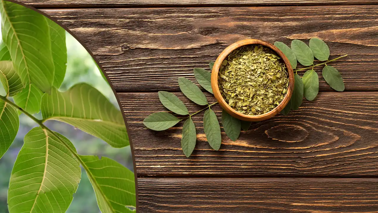 Black Walnut Tincture (Juglans Nigra): Benefits, How to Make, Side Effects & How to Use It