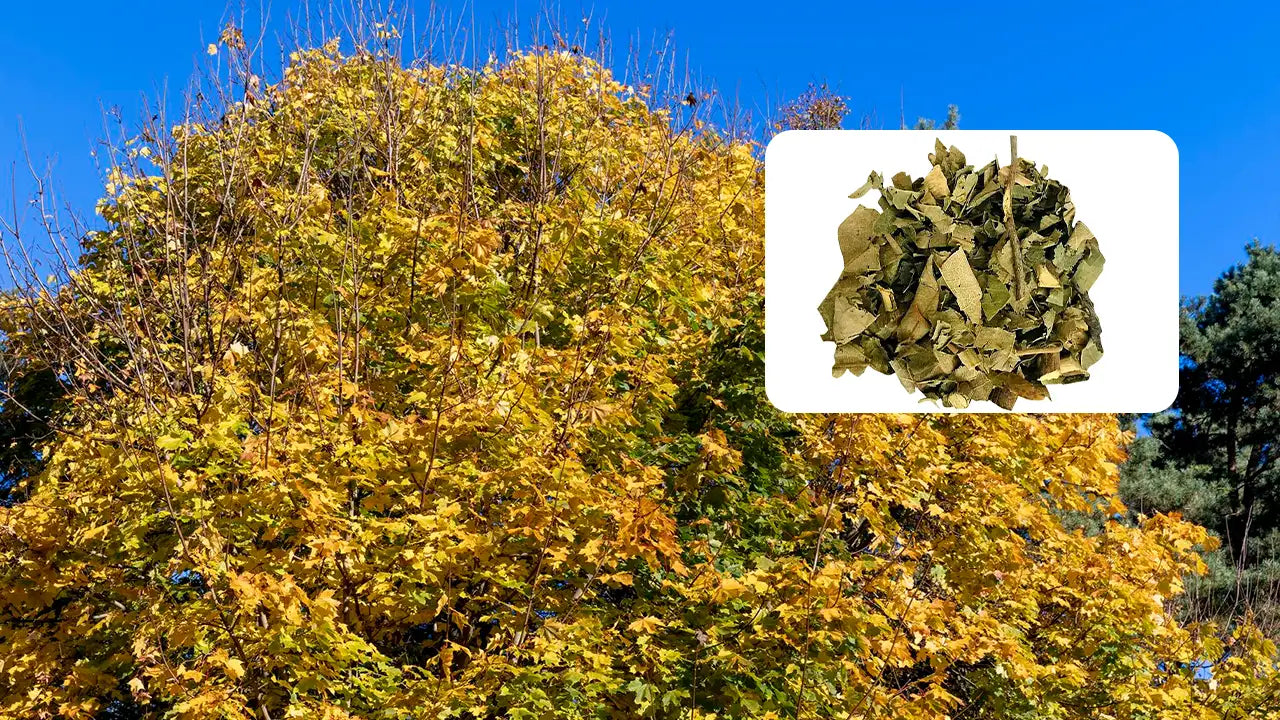 Navigating the Benefits and Risks of Chaparral Leaf: A Complete Guide