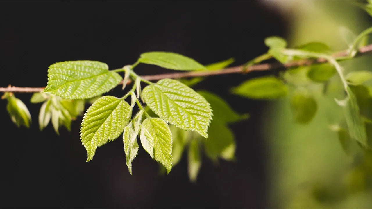 Slippery Elm for Gut Health: What the Science Says In 2026