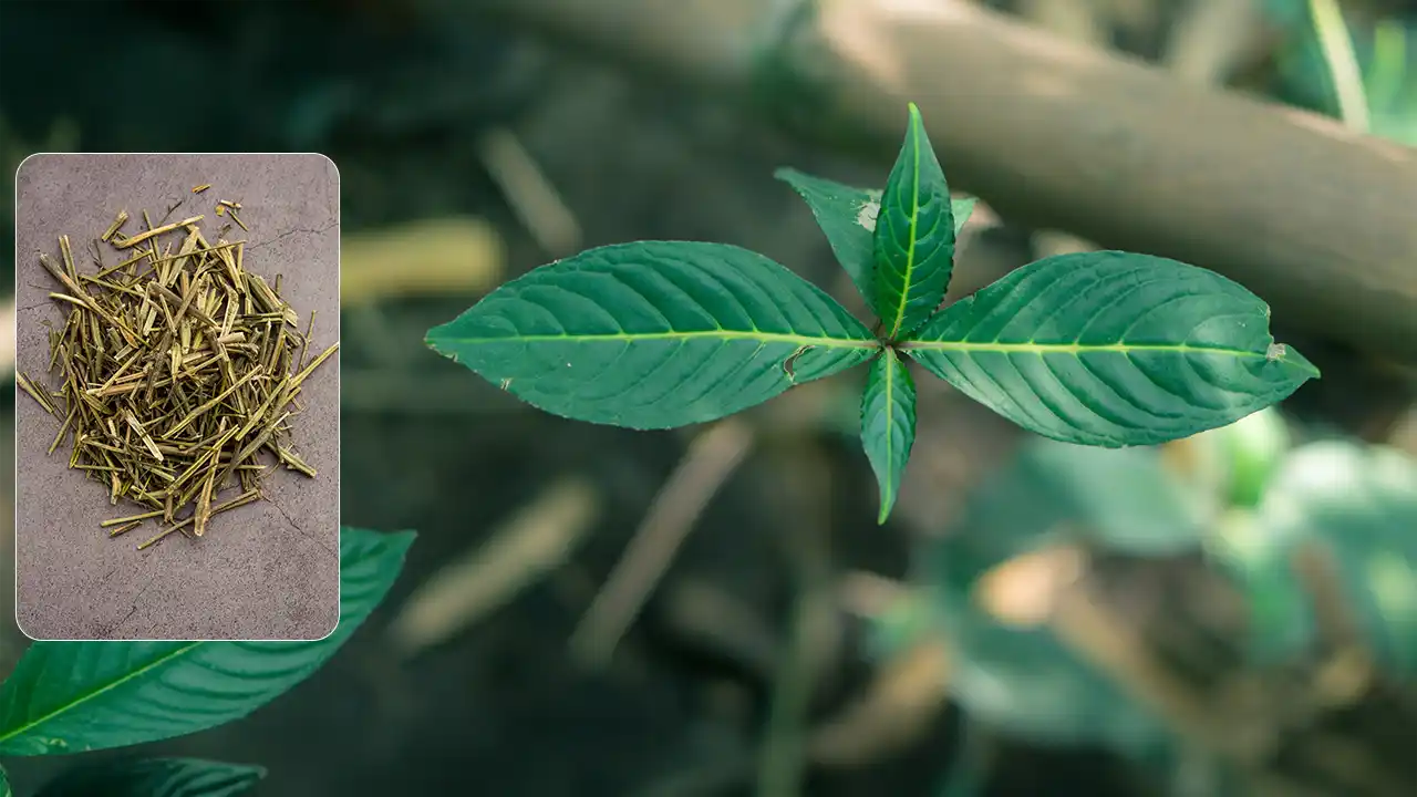 Guinea Hen Weed (Anamu): Benefits, Tea Recipe, Side Effects & How to Use It