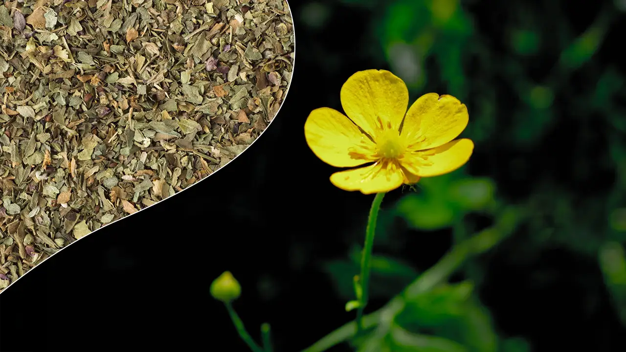 A Guide to Safely Incorporating Damiana Leaf into Your Routine In 2026