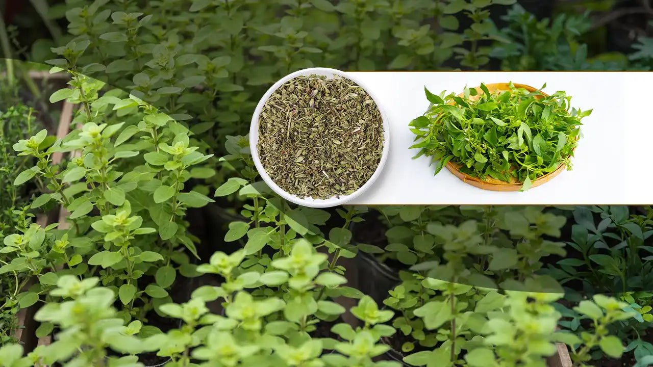 Natural Relief for Eczema & Acne: Why Cleavers is a 'Skin Food'