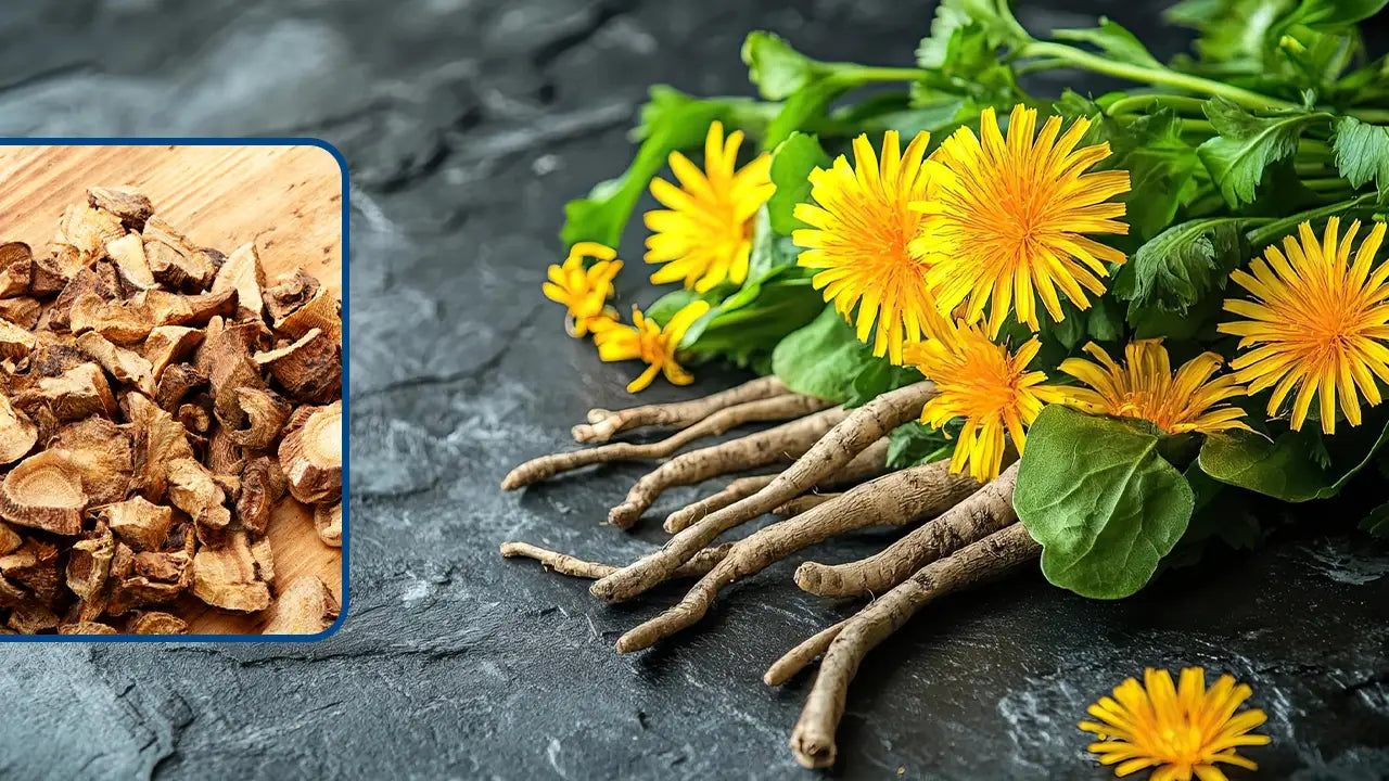 Explore the Benefits and Uses of Organic Dandelion Root Today