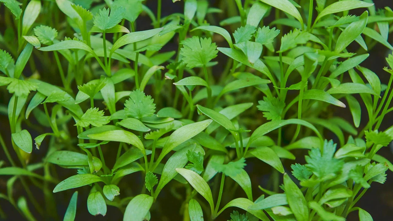 Cleavers Herb: The Sticky Little Plant That Cleanses From Within