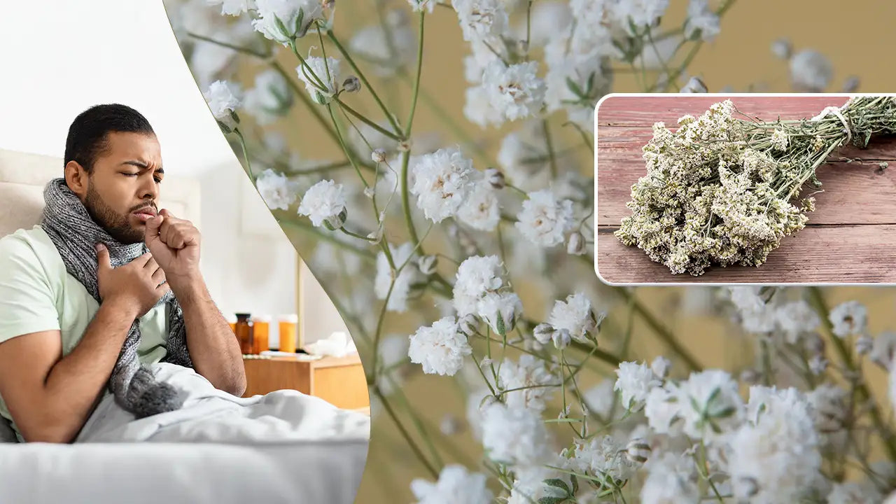 Rabbit Tobacco for Respiratory Health: Natural Relief for Coughs & Colds