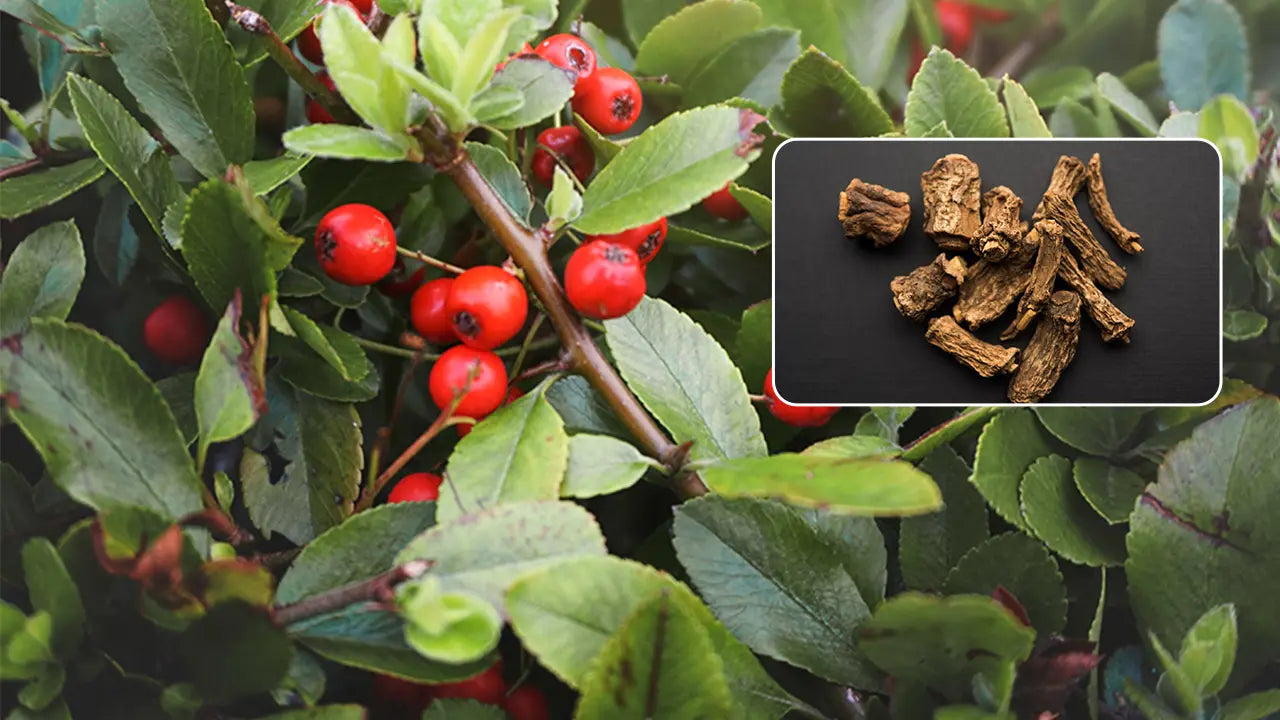 Sarsaparilla Root: The Folk Tonic Behind Old Root Beers and Spring Tonics