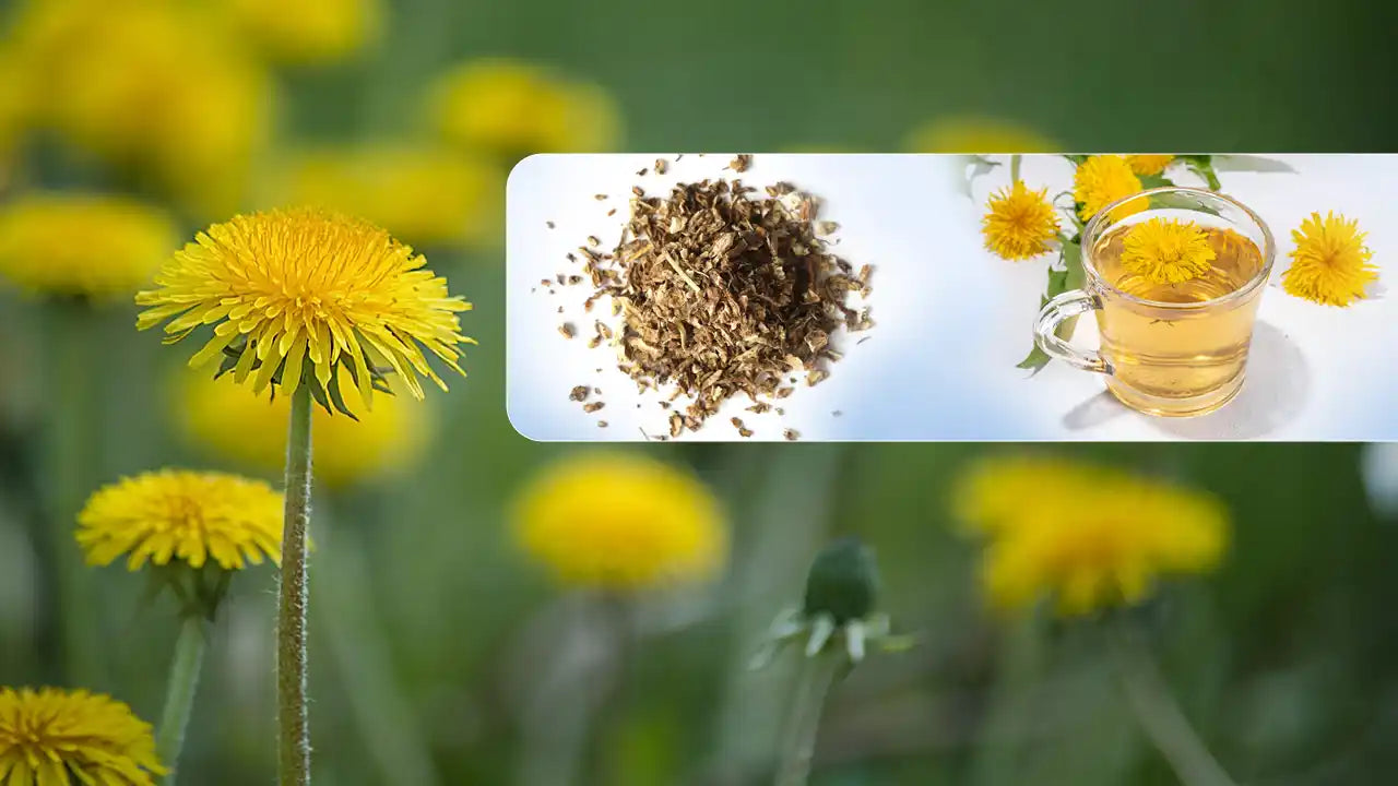 Dandelion Root (Taraxacum Officinale): Benefits, Tea Recipe, Side Effects & How to Use It