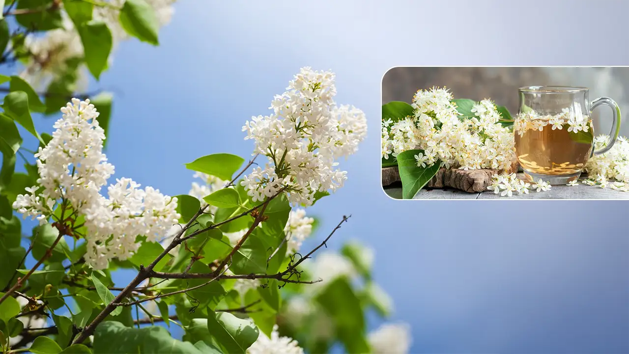 The Comprehensive Guide to Elderflower Tonic: Benefits and Safety