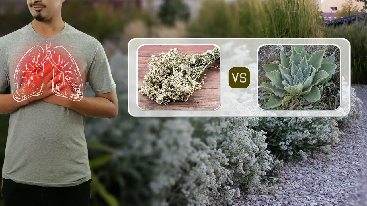 Rabbit Tobacco vs. Mullein: Which Herb is Better for Lung Support?