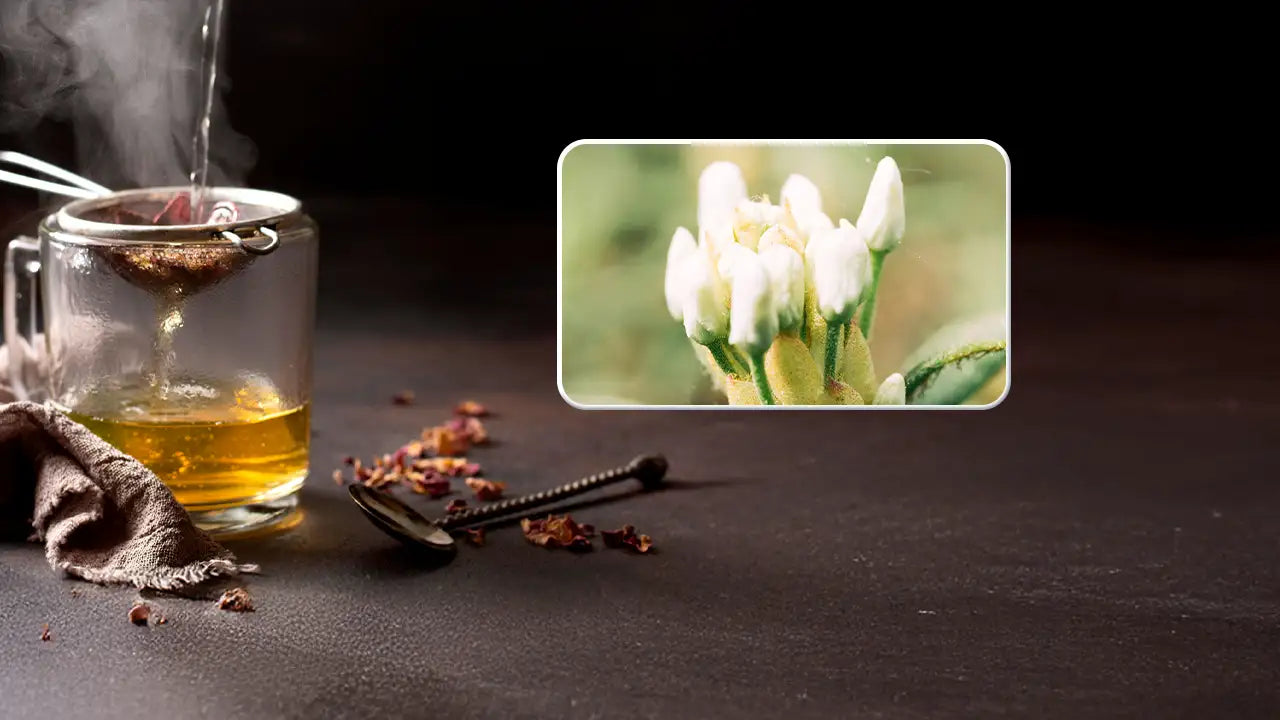 How to Make Rabbit Tobacco Tea: Fresh vs. Dried Methods