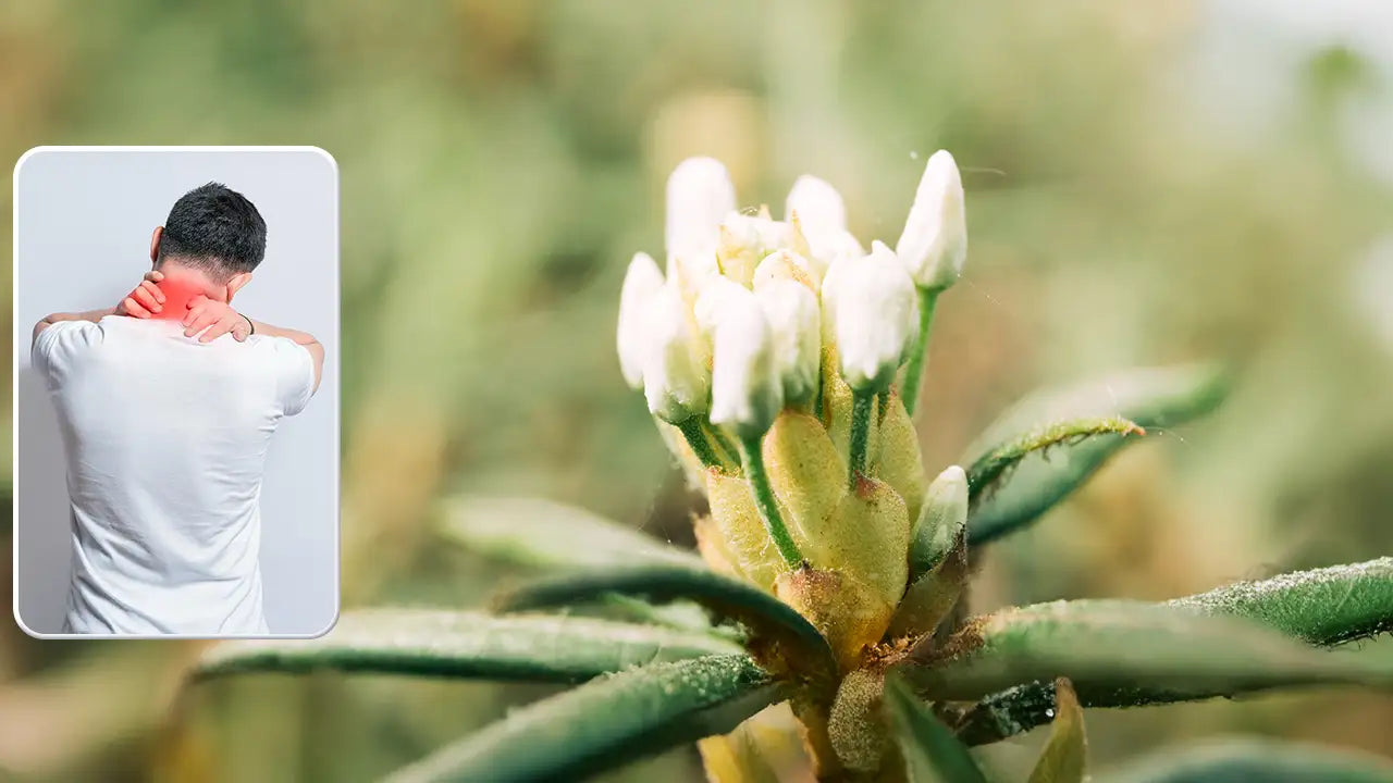 Rabbit Tobacco as a Natural Pain Reliever: Easing Muscle Cramps & Stress