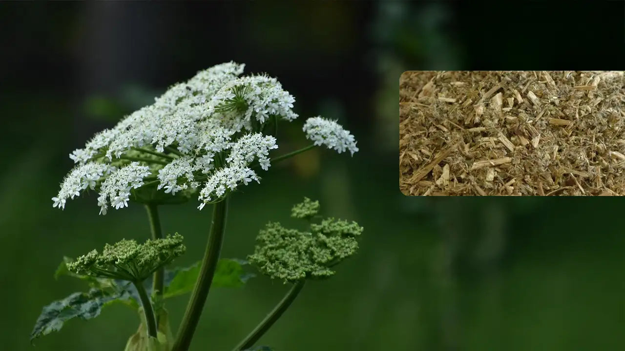 The Complete Guide to Boneset Herb: Uses, Benefits, and Precautions
