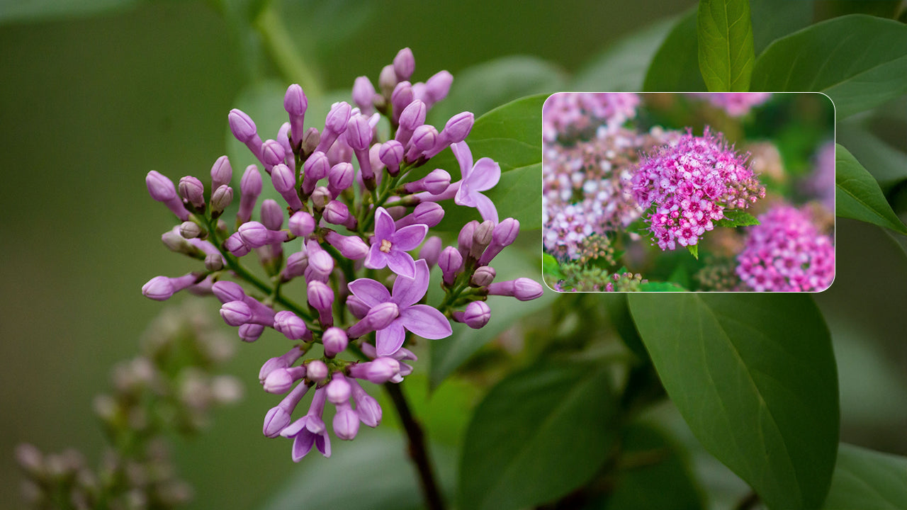 The Essential Guide to Gravel Root Herb: Uses and Safety Measures In 2026