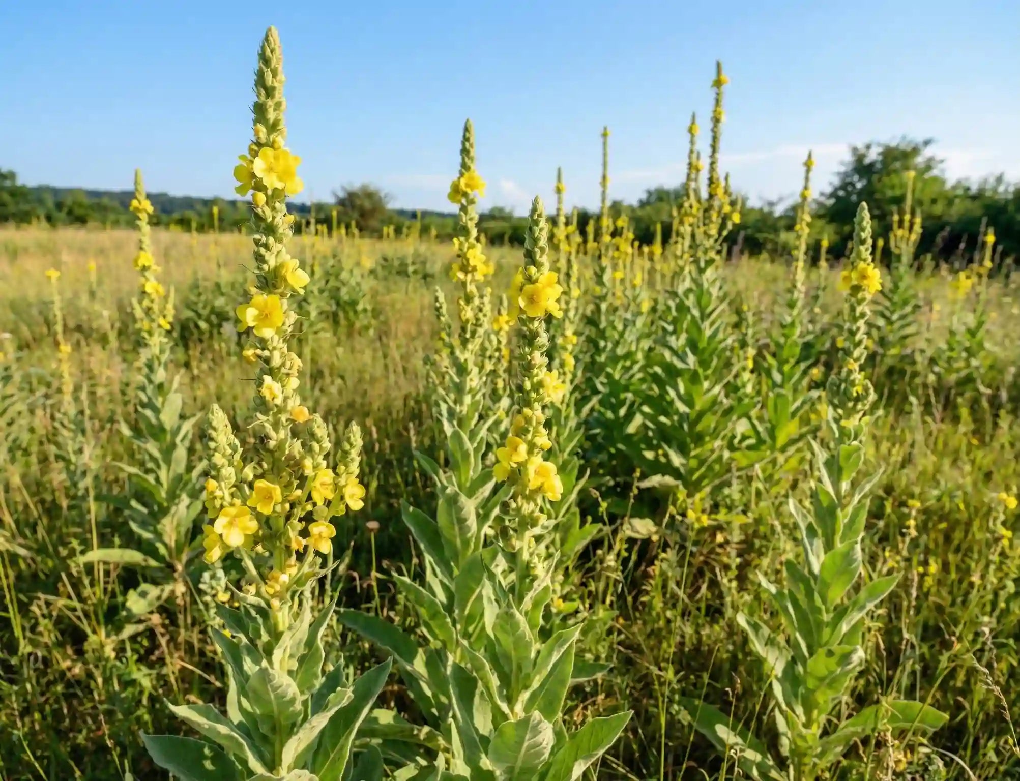 From Field to Fix: How to Use Mullein Herb Benefits for Natural Relief
