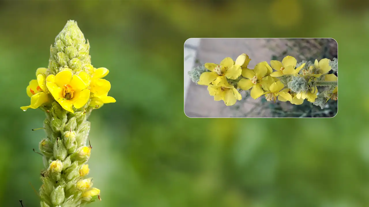 The Essential Guide to Mullein (Verbascum Thapsus) for 2026: Benefits and Safe Usage