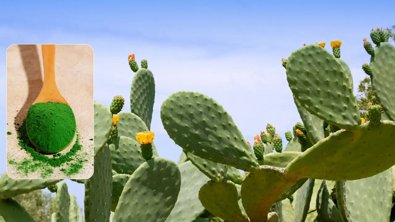 The Complete Guide to Nopal Cactus Powder: Benefits, Uses, and Safety Tips 2026