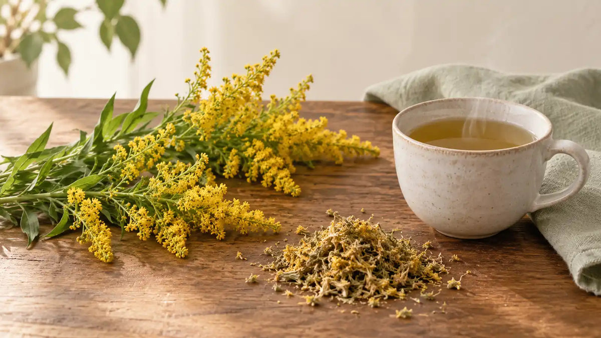 Goldenrod benefits and uses gentle trusted bladder herb feature image
