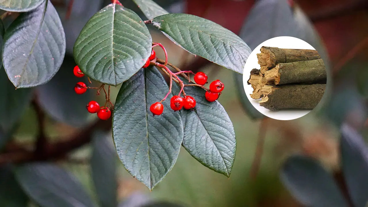 Sarsaparilla Benefits for Female Health: What Really Works