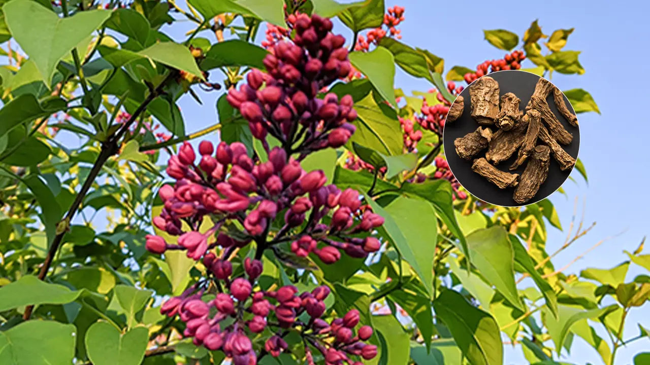 Sarsaparilla benefits traditional wellness root feature image