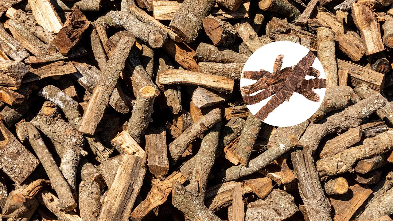 Sarsaparilla Benefits for Male Vitality: Separating Fact From Hype