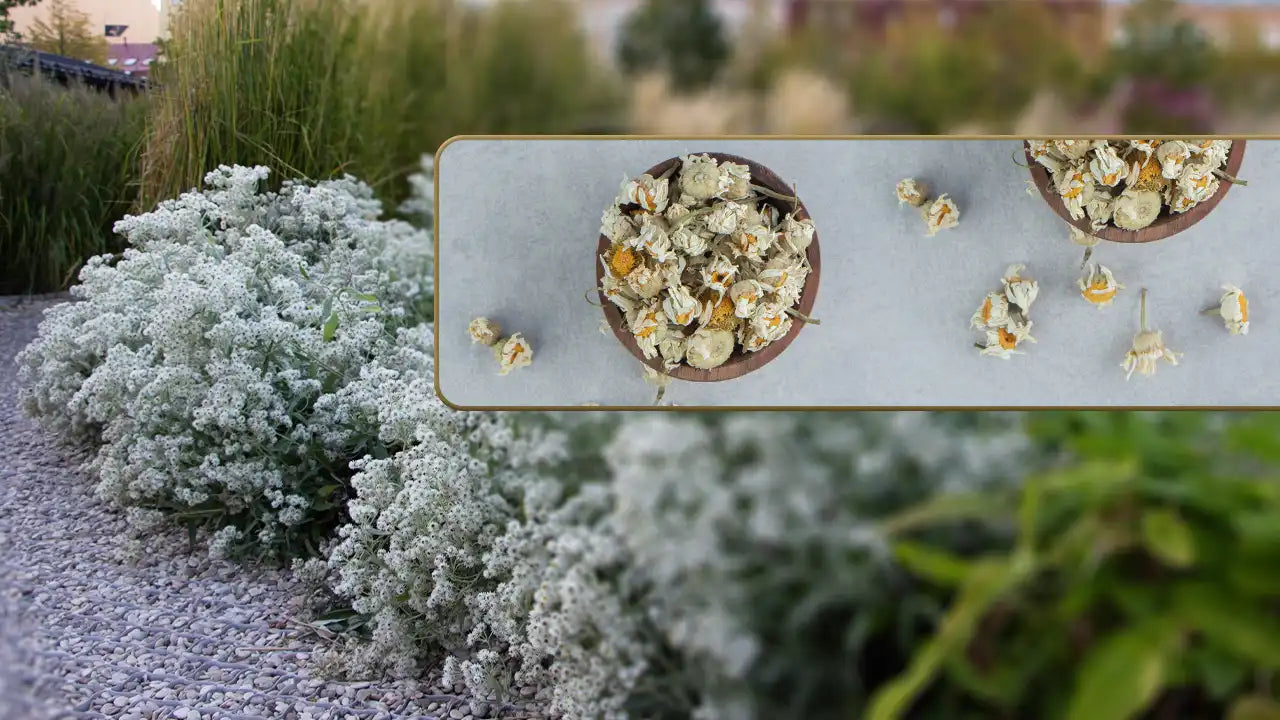 A Comprehensive Guide to Rabbit Tobacco Herb: Benefits and Uses