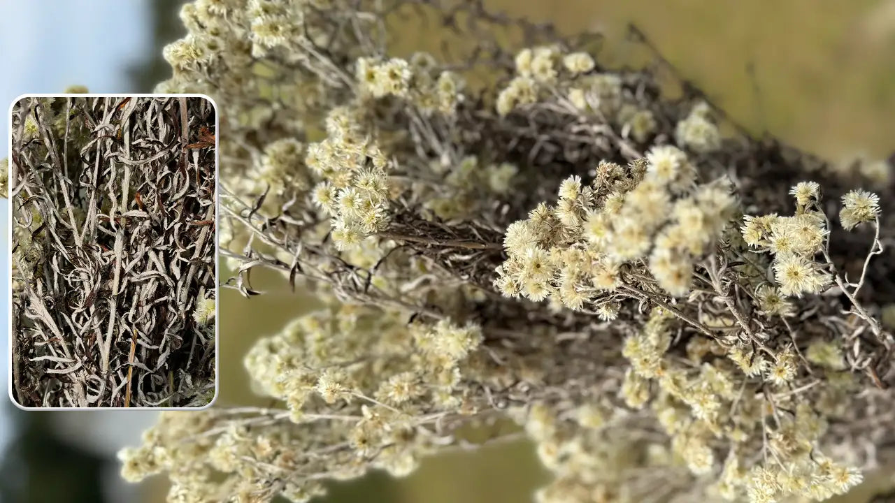 The Folklore of Rabbit Tobacco: Native American Uses & Cultural Significance