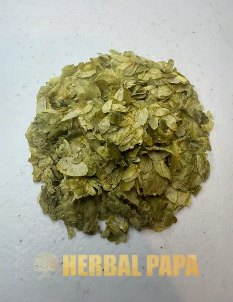 Herb Hops Leaf