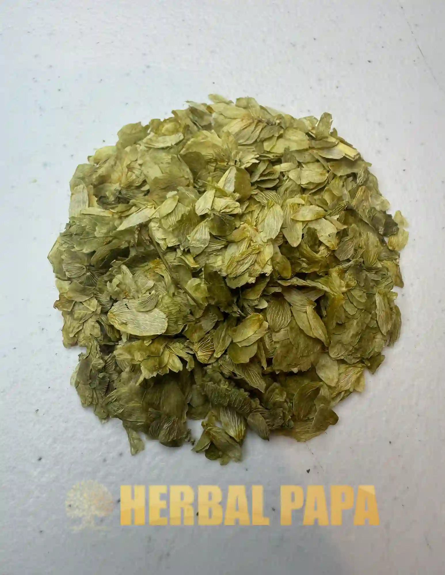 Herb Hops Leaf